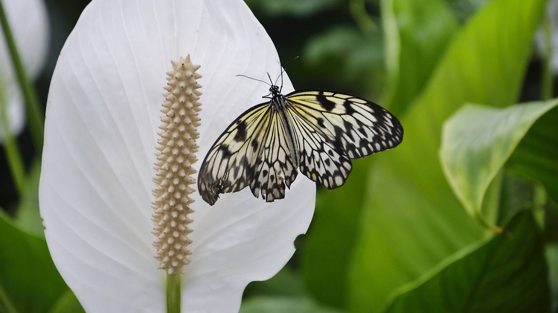 imago75636613h.jpg