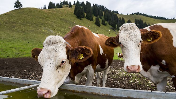 Zu schwer und zu groß - so wurden die Schweizer Kühe gezüchtet.