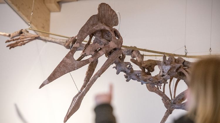 Modell eines Riesenflugsauriers im Dinosaurier-Museum Altmühltal.