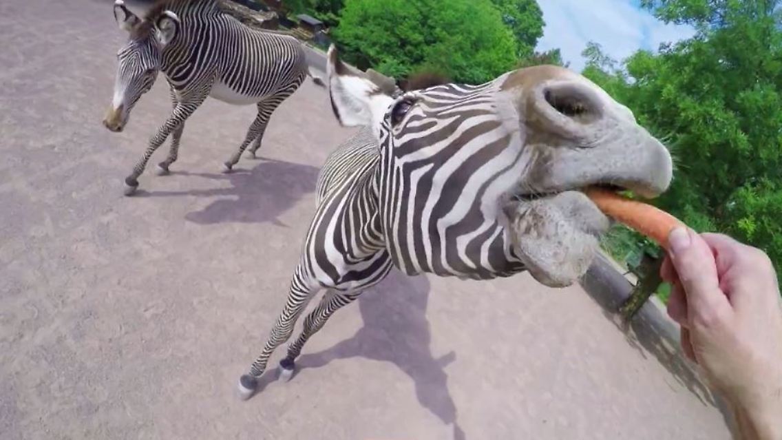 zebra1.JPG
