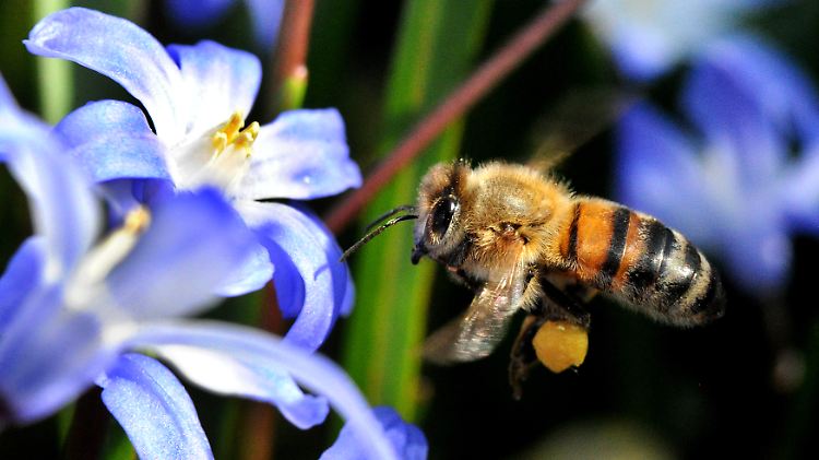 Zum Schutz von Bienen ist in Frankreich die Verwendung bestimmter Insektengifte nun völlig untersagt.