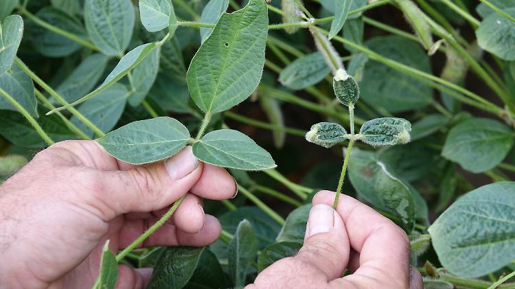 Die Epa machte Auflagen, um die richtige Anwendung von Dicamba sicherzustellen.