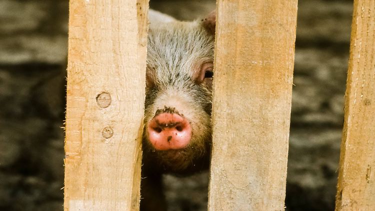 Bisher werden Ferkel in der Massentierhaltung ohne Narkose kastriert - weil es zu teuer ist. 