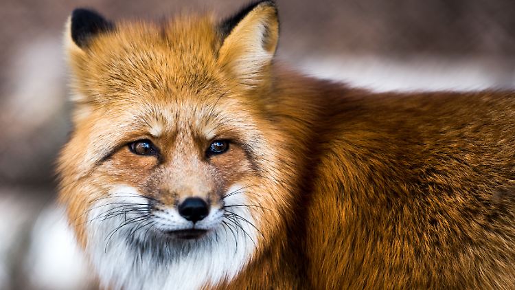 Untersuchungen aus dem Jahr 2013 zufolge sind 27 Prozent der Füchse mit dem Fuchsbandwurm befallen.