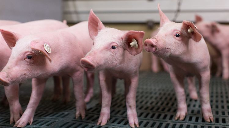 Als Folge werde der Import von Ferkeln aus Dänemark, den Niederlanden und Spanien weiter zunehmen, sagte der Geschäftsführer Schweinelobby ISN, Torsten Staack.