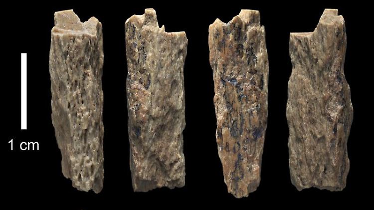 Dieses Knochenfragment ("Denisova 11") wurde 2012 von russischen Archäologen in der Denisova-Höhle in Russland gefunden und repräsentiert die Tochter einer Neandertaler-Mutter und eines Denisovan-Vaters.