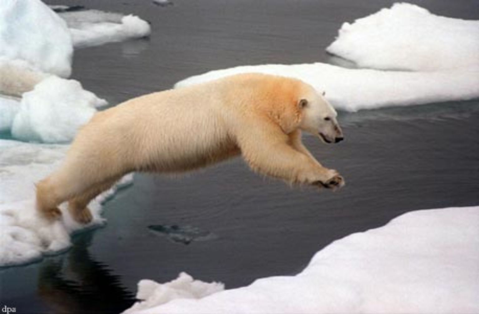 Der Eisbär braucht das Packeis. Denn nur auf den mobilen Eisschollen kann er genug Beute machen, um in den wenigen Sommermonaten am nördlichen Polarkreis genug Kalorien für den Winterschlaf zu sammeln.