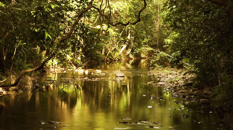 Die Feuchttropen von Queensland sind Unesco-Weltkulturerbe und ziehen zahlreiche Touristen an. Doch der Daintree-Fluss ist voller Krokodile.