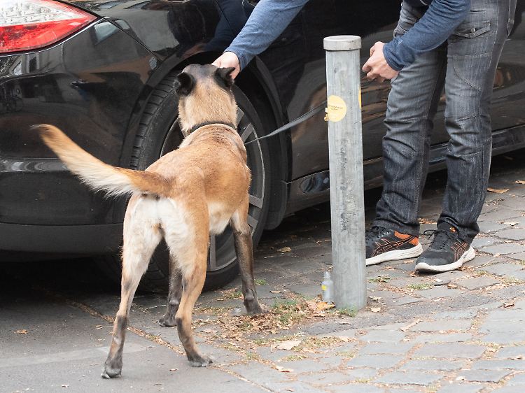 Mit speziell ausgebildeten Spürhunden suchen Ermittler nach Hinweisen auf Drogen.