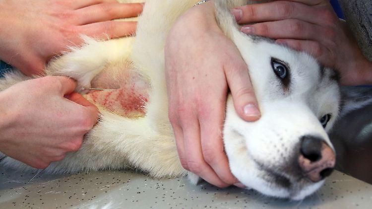 Ein Husky kurz vor der Blutspende.