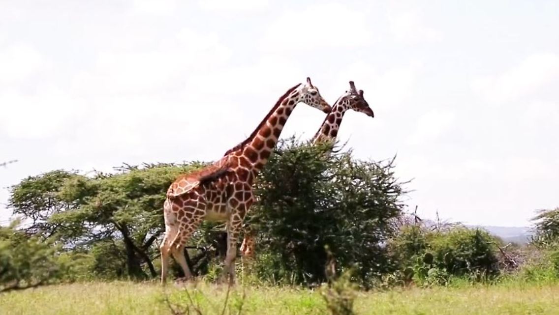 giraffe.JPG