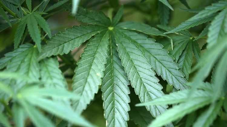 Cannabis-Aktien versetzen Anleger in Rausch. Doch die Risiken sind groß.