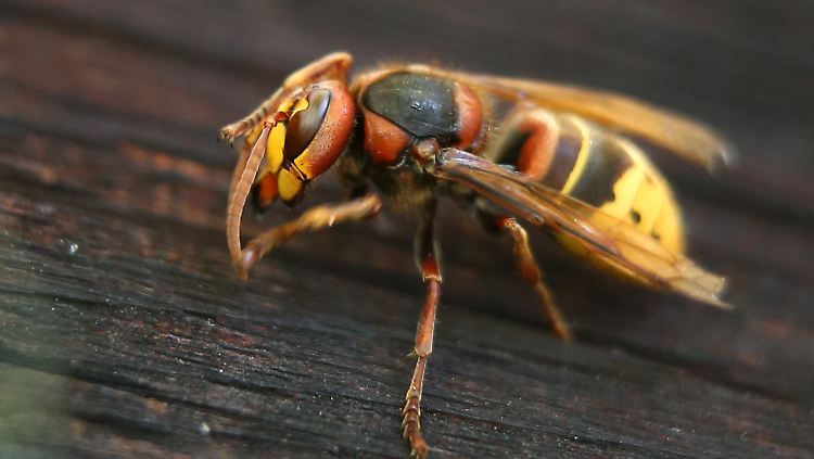 Hornissen sind die größten in Mitteleuropa lebenden Faltenwespen.