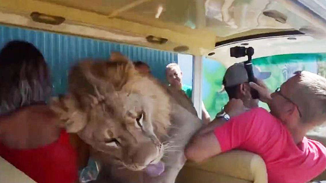 Löwe Touristen-Bus.JPG