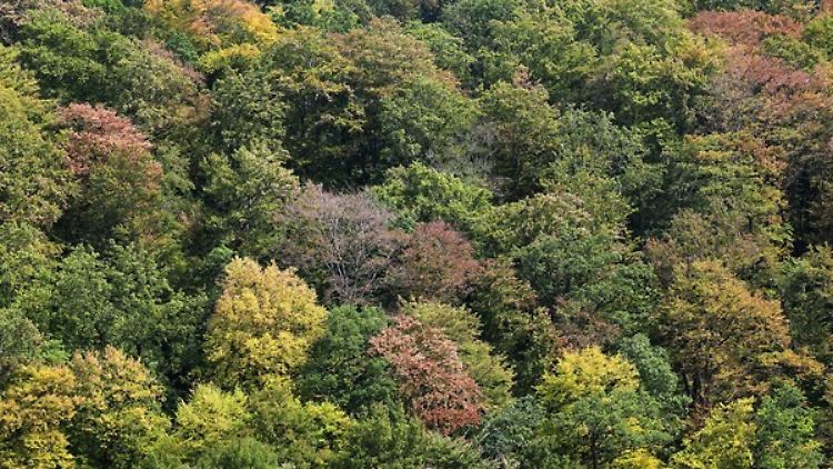 Nach der Dürrephase in diesem Sommer verfärben sich die Wälder seit August bereits herbstlich braun. 