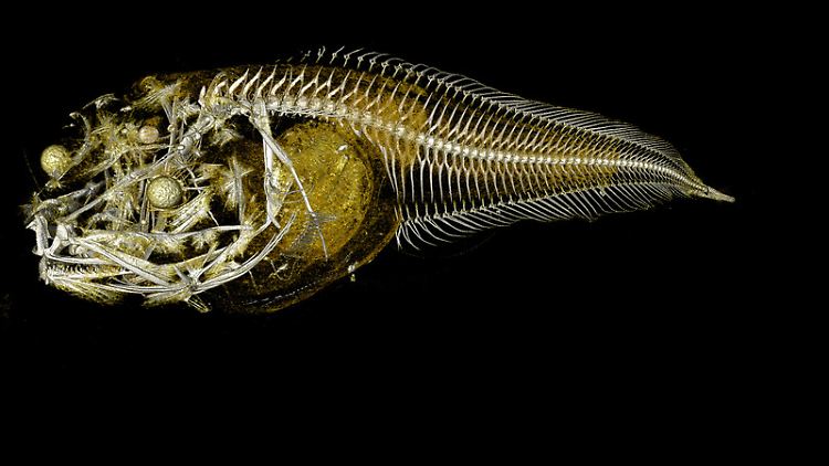 Röntgenbild von einem der neu entdeckten Fische.