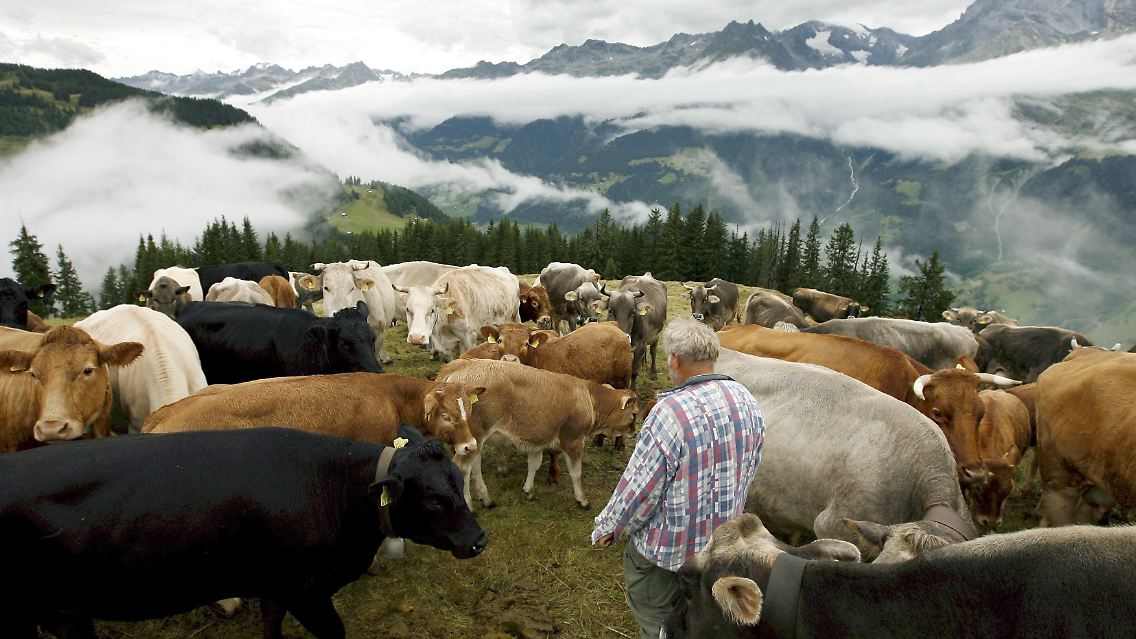 Schweizer Idyll mit Kühen.