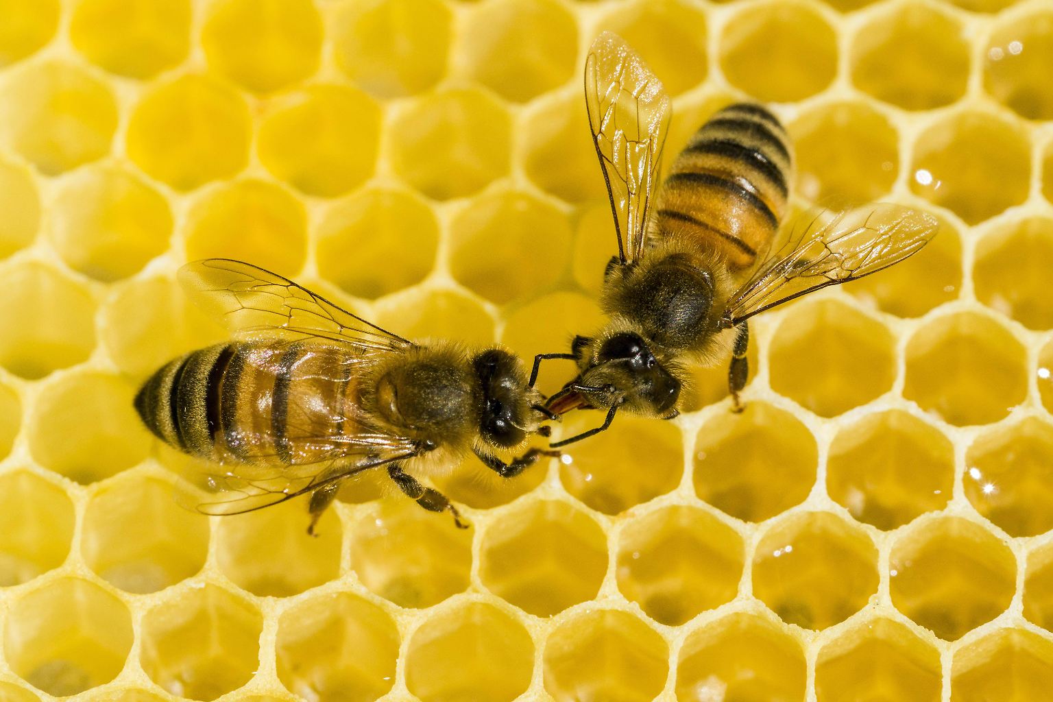 Honigbienen gehören zu den wichtigsten Nutztieren. 