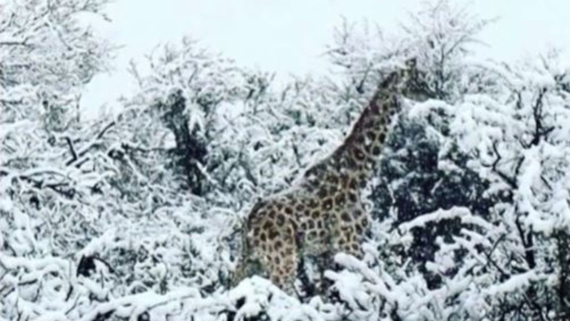 giraffe2.JPG