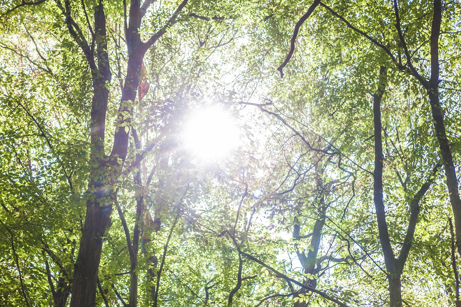 Noch erstreckt sich der Hambacher Forst in Nordrhein-Westfalen über etwa 200 Hektar.