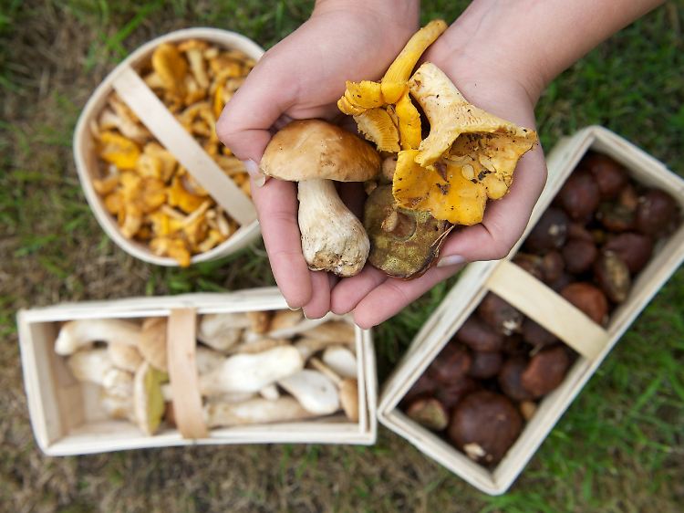 Steinpilze, Pfifferlinge und Maronen: So eine reiche Ausbeute haben derzeit nicht viele Pilzsammler.