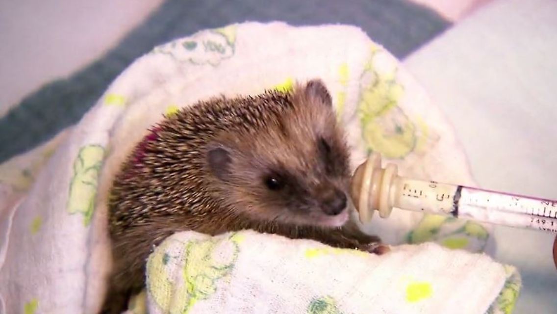 igel.JPG