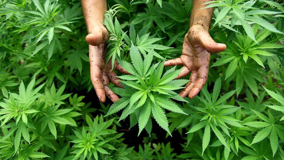 Marihuana.jpg