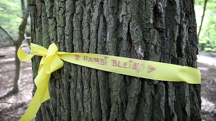 Im Hambacher Forst will RWE im Oktober hundert Hektar Wald für die Vergrößerung des Tagebaus roden.