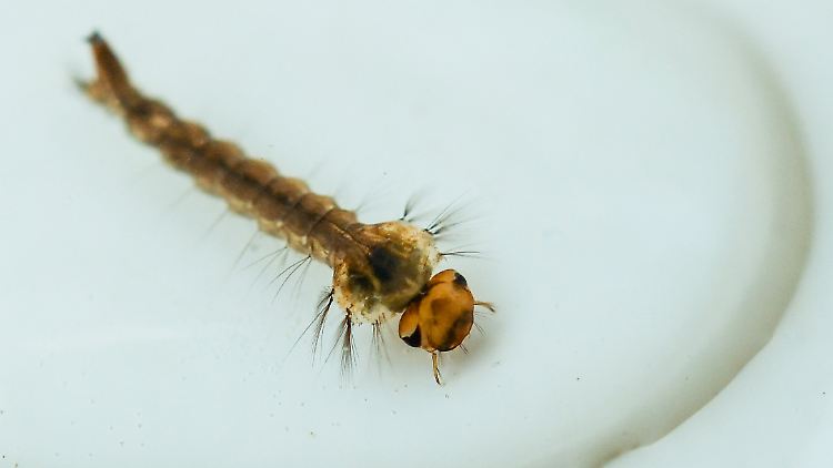 Mückenlarve in einem Wasserglas: Stechmücken wurden in der Studie als Modellorganismus verwendet.
