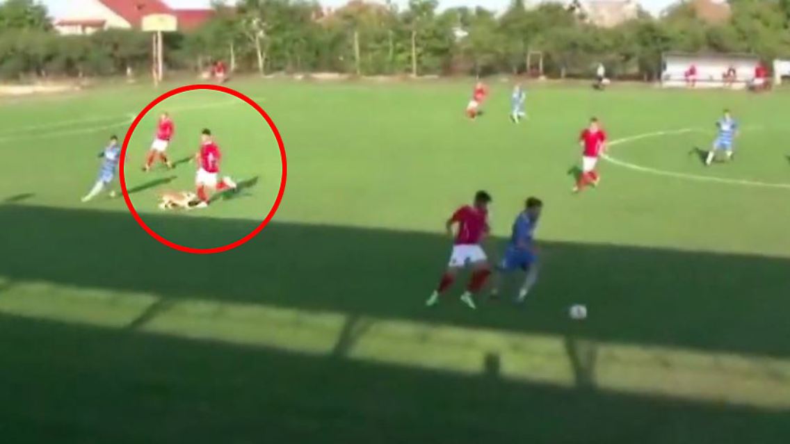 Hund Foul Spieler Fußball.JPG
