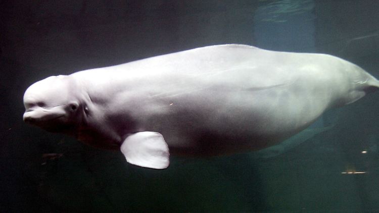 Weiß schimmernder Meeresbewohner der Arktis: Belugas sind in gemäßigten Breiten nur in Ausnahmefällen zu sehen.