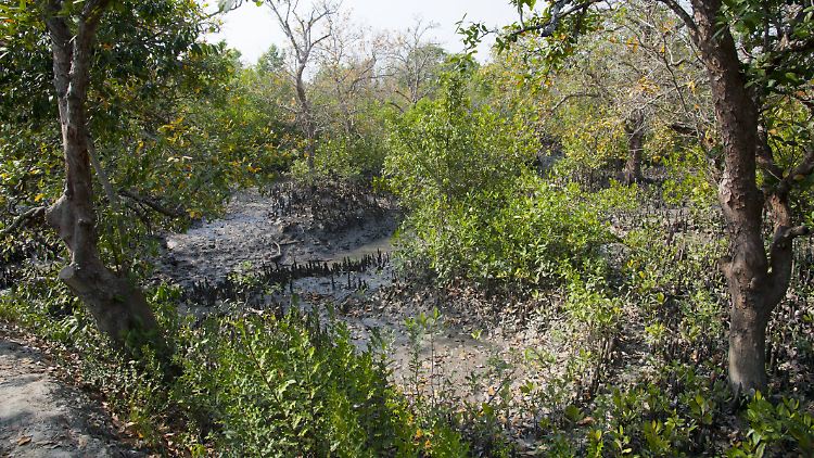 Die Sundarbarns in Bangladesch sind die größten Mangrovenwälder der Erde und Weltnaturerbe.