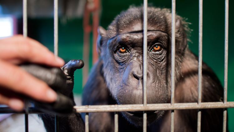 Die Tierrechtsorganisation Peta hatte die Kampagne "Rettet Robby" gestartet.