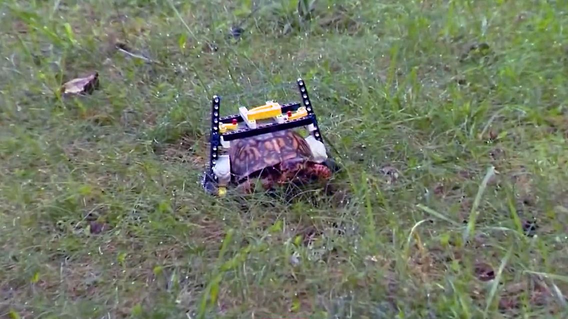 SchildkröteLego.jpg