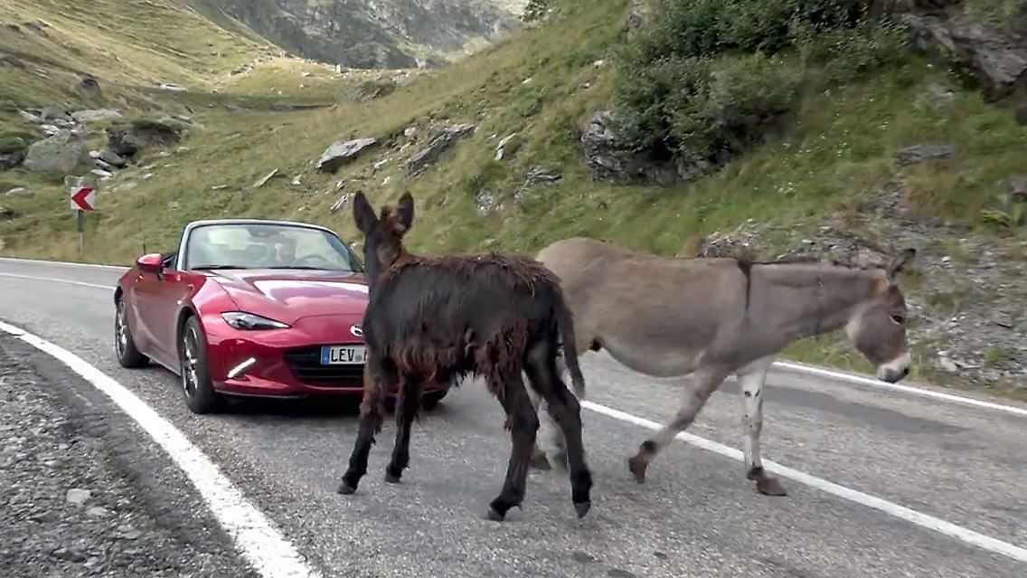 MazdaMX5+Esel.jpg