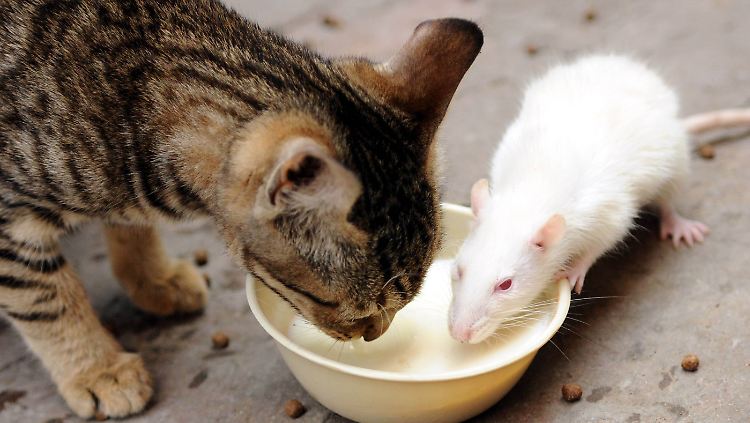 Damit eine Katze eine Ratte tötet, müssen mehrere Voraussetzungen erfüllt sein.