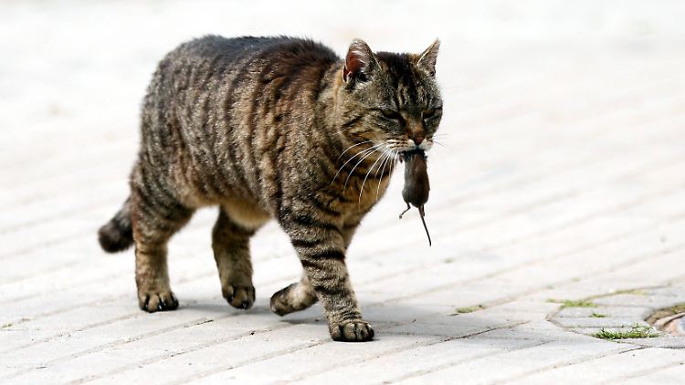 Hauskatze mit einer Maus.