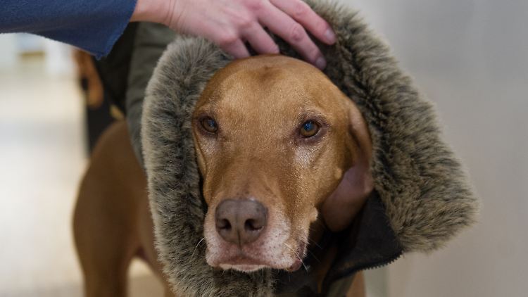 Wenn es kalt wird, beginnt die Modenschau auf deutschen Hundewiesen und Gehwegen.