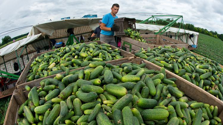 349.000 Rumänen sind derzeit in Deutschland in verschiedenen Arbeitsformen beschäftigt.