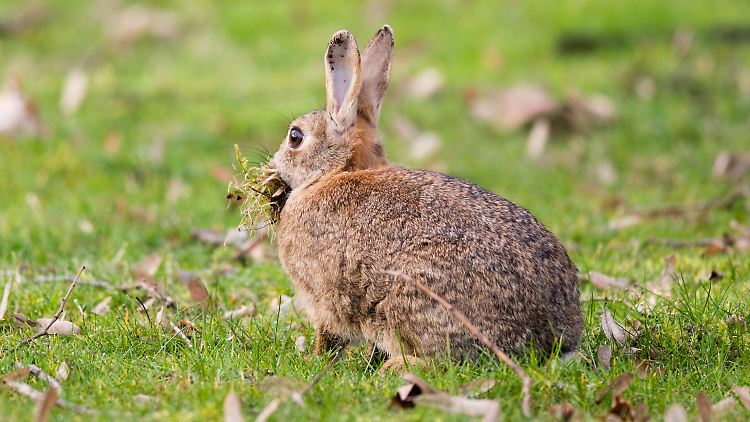 Der Name "Kaninchen-Illusion" rührt daher, weil das Phänomen an Sprünge eines Kaninchen erinnert. 