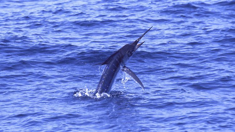 Vermutlich hielt der Marlin das Fischerboot für ein Beutetier.