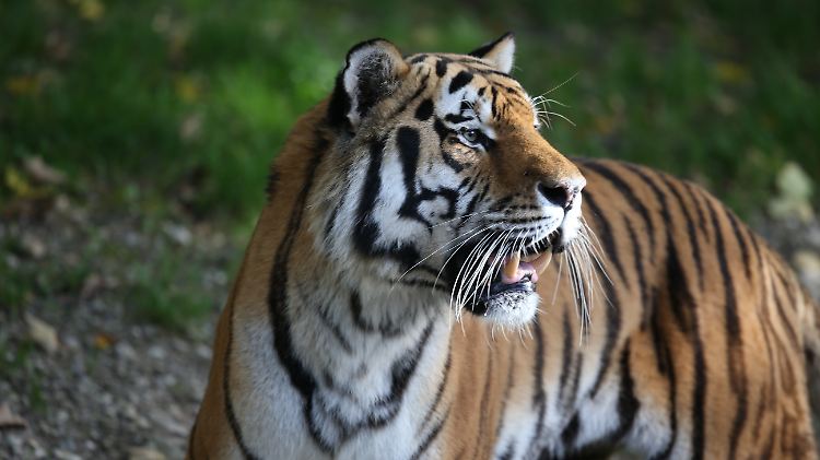 Warum schlugen die beiden Tiger durch den Zaun nach dem externen Zoo-Mitarbeiter? Das müssen die zuständigen Behörden nun klären.