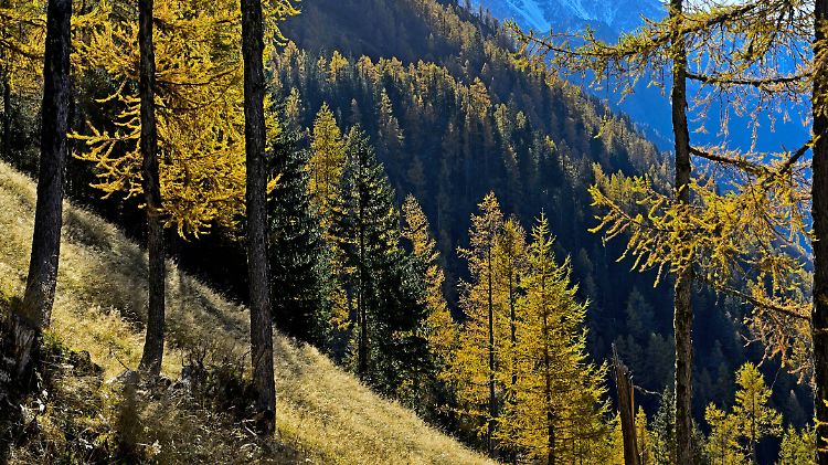 Die tödlichen Schüsse ereigneten sich am Rande eines Waldes in den französischen Alpen.