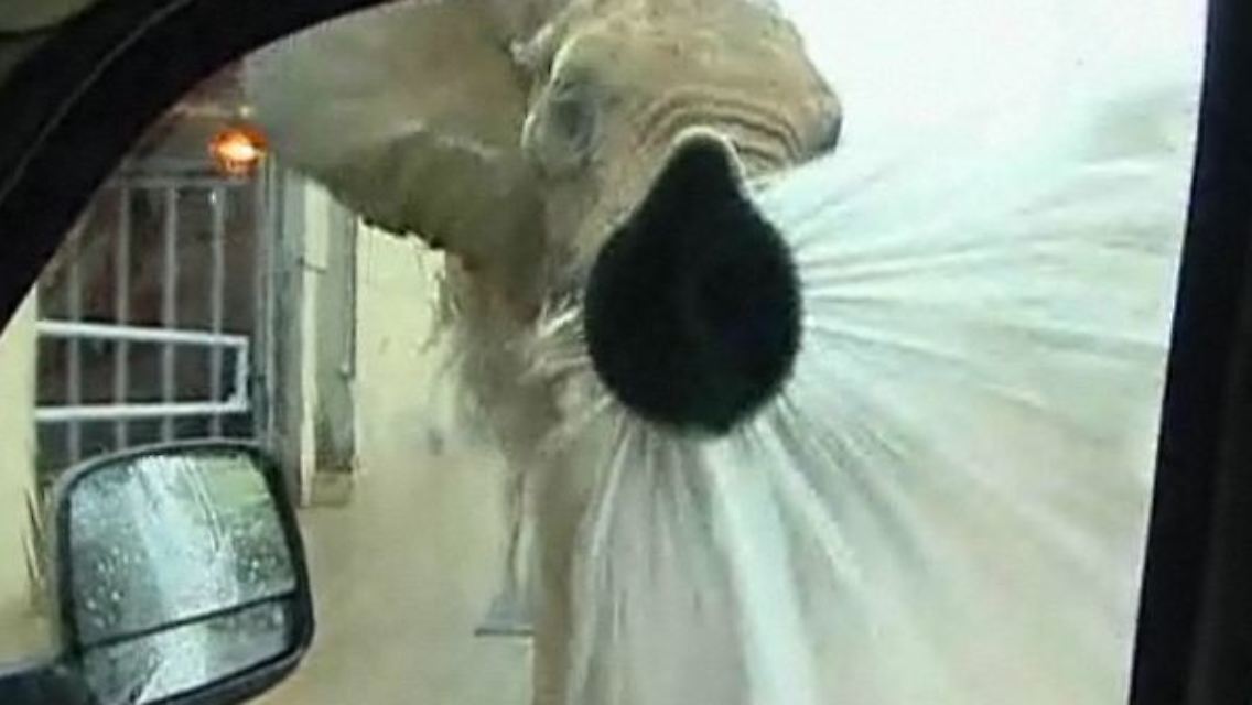 Elefant2.jpg