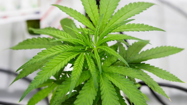 Legal in Kanada: Der Staat setzt auf Aufklärung und kontrolliert künftig Anbau, Besitz und Handel.
