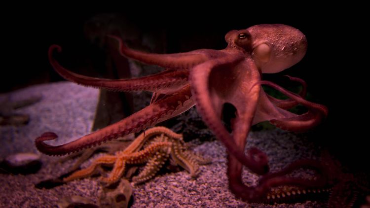 Tintenfische können zwischen mehr als 30 verschiedene Farbnuancen wechseln. 