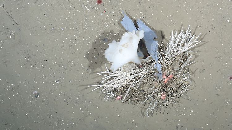 Ein Plastikfetzen hat sich in 2500 Metern Wassertiefe im "Hausgarten"-Observatorium in einem Schwamm (Cladorhiza cf. gelida) verfangen und ist inzwischen mit Anemonen (Amphianthus sp.) besiedelt.