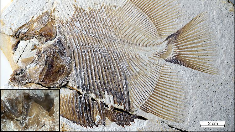 Foto des Fossils im Jura-Museum Eichstätt und Details der furchterregenden Zähne.
