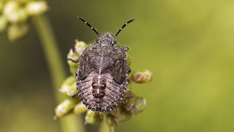 Eine Baumwanze in freier Natur.