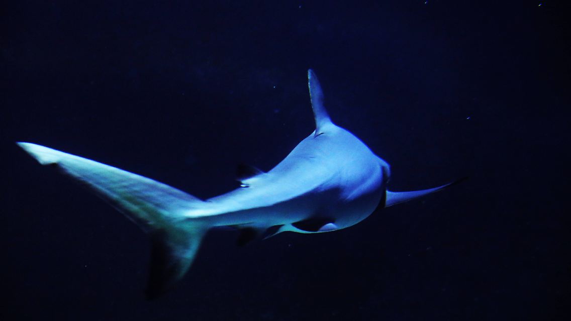 imago81915320h.jpg